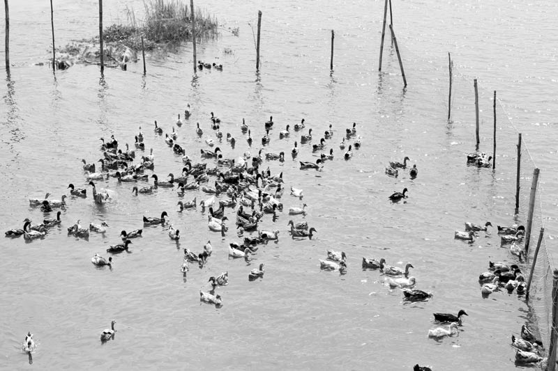 Livelihoods below the Sea Level in Kuttanad, Alappuzha district, Kerala - flock of ducks reared in the wetlands